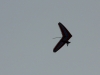 20130615_162613_sommerfest2013