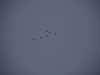 20140202_serrig_23