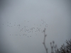 20140223_serrig_33