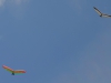 20140729_standre_22