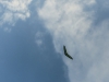 20140914_Neumagen_118