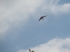20140927_Neumagen_22