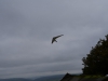 20151010_Neumagen_040