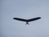 20190223_Neumagen_55