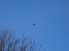 20190225_Neumagen_10