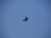 20190419_Neumagen_090