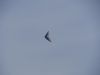 20240414_serrig_43