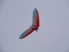 20240501_neumagen_24