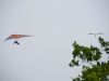 20240501_neumagen_28