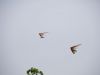 20240501_neumagen_29